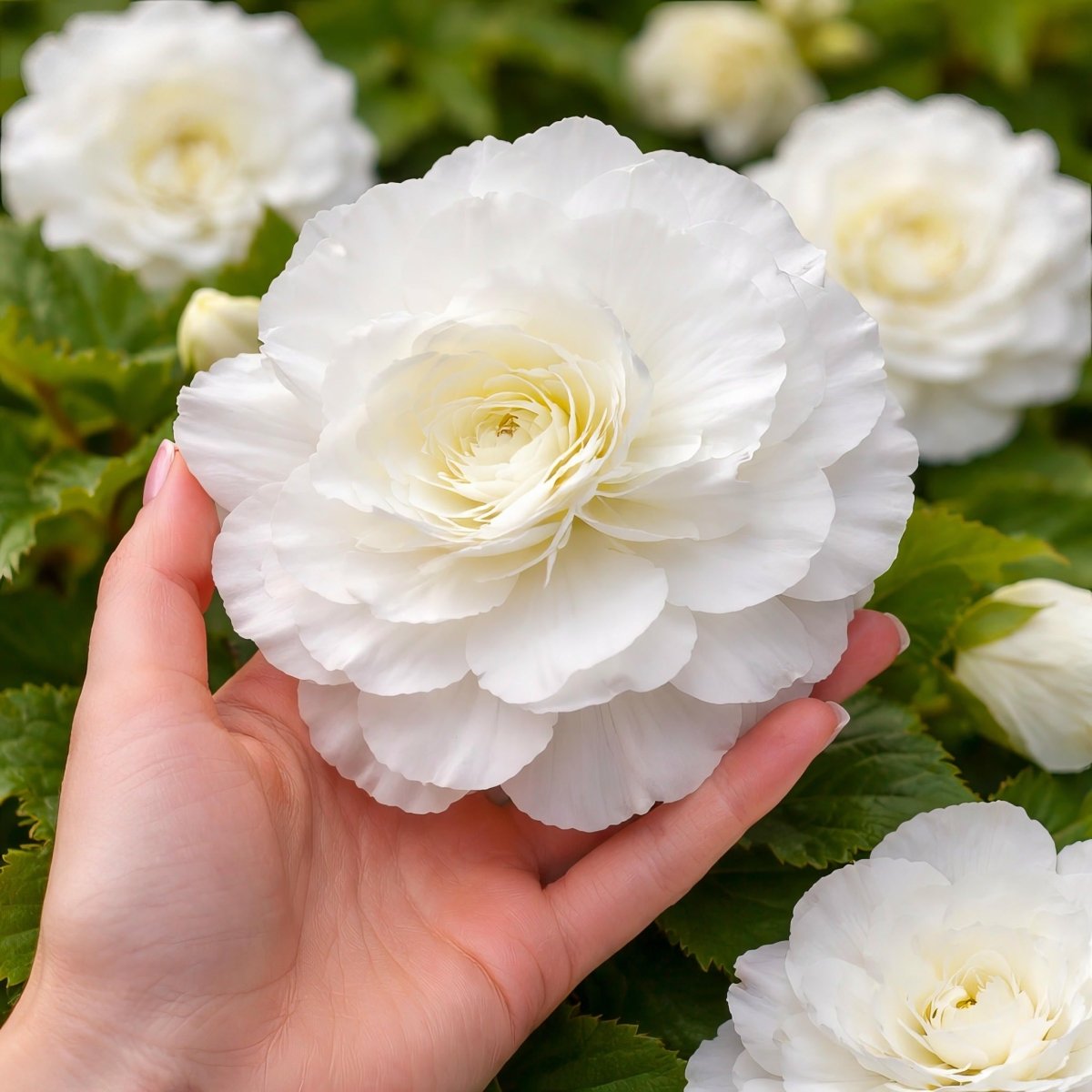 Begonia 'Double White' – begonia tubers, product photo 2 (Harding & Bloom)