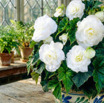 Begonia 'Double White' – begonia tubers, product photo 4 (Harding & Bloom)