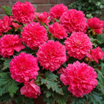 Begonia 'Fimbriata Pink' – begonia tubers, main product photo (Harding & Bloom)
