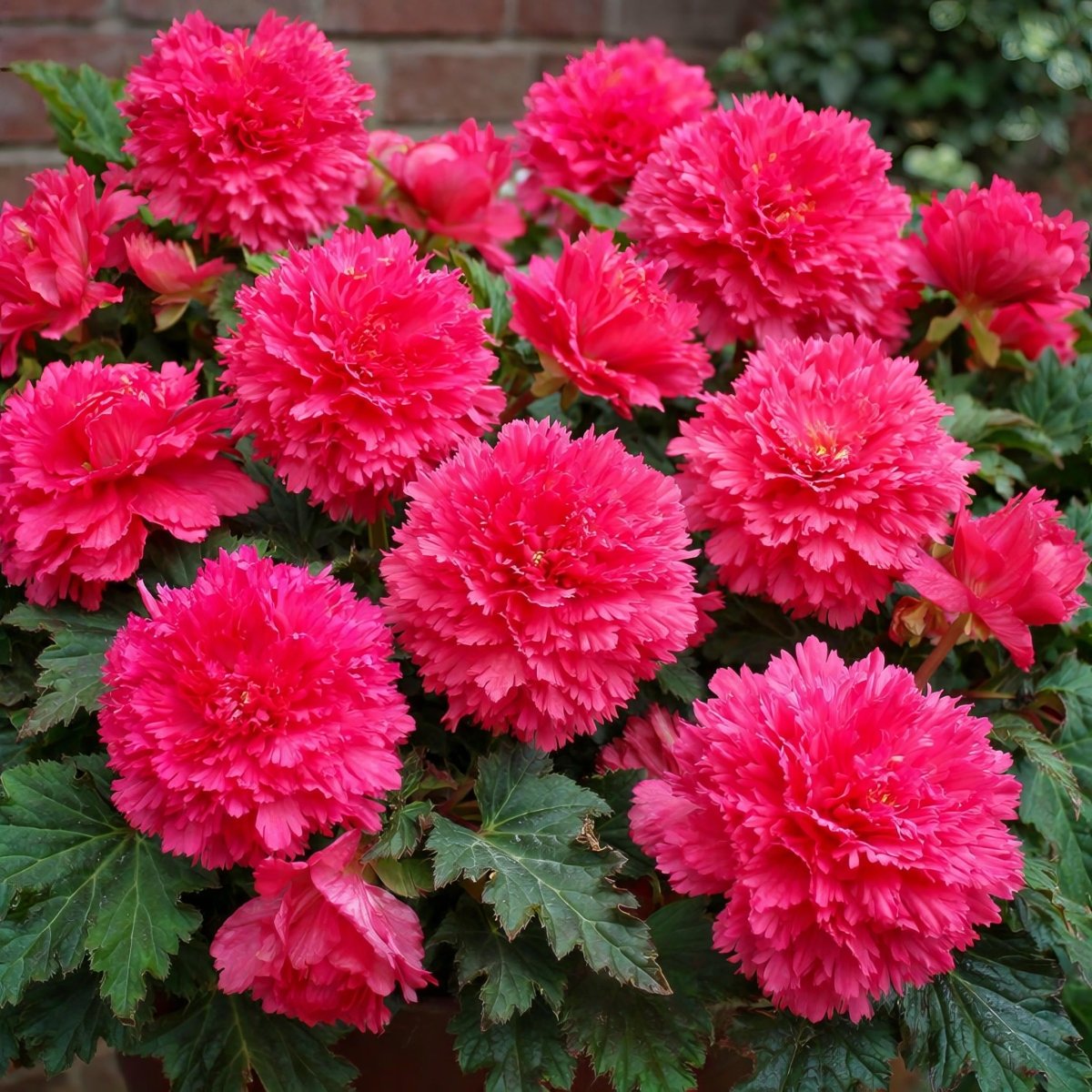 Begonia 'Fimbriata Pink' – begonia tubers, main product photo (Harding & Bloom)