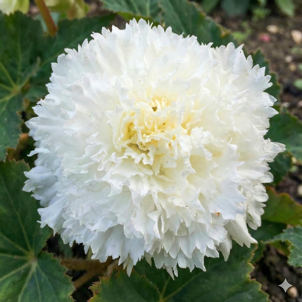 Begonia 'Fimbriata White' – begonia tubers, main product photo (Harding & Bloom)
