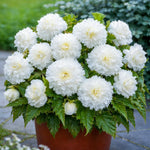 Begonia 'Fimbriata White' – begonia tubers, product photo 3 (Harding & Bloom)
