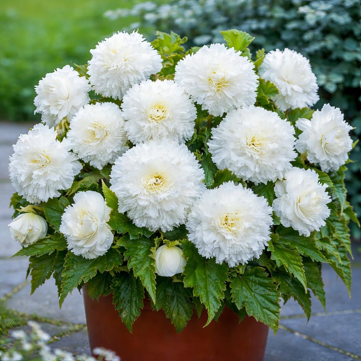 Begonia 'Fimbriata White' – begonia tubers, product photo 3 (Harding & Bloom)