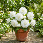 Begonia 'Fimbriata White' – begonia tubers, product photo 4 (Harding & Bloom)
