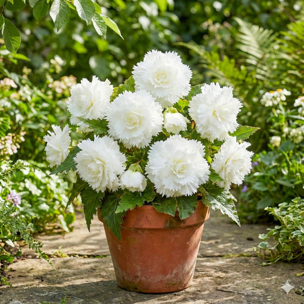 Begonia 'Fimbriata White' – begonia tubers, product photo 4 (Harding & Bloom)