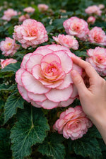 Begonia 'Picotee White' – begonia tubers, product photo 8 (Harding & Bloom)