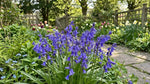 English Bluebells 'In the Green' (Hyacinthoides non - scripta) - Harding & Bloom
