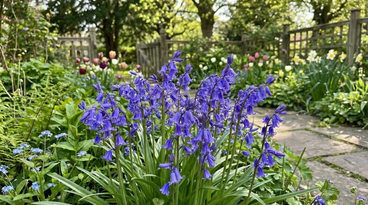 English Bluebells 'In the Green' (Hyacinthoides non - scripta) - Harding & Bloom
