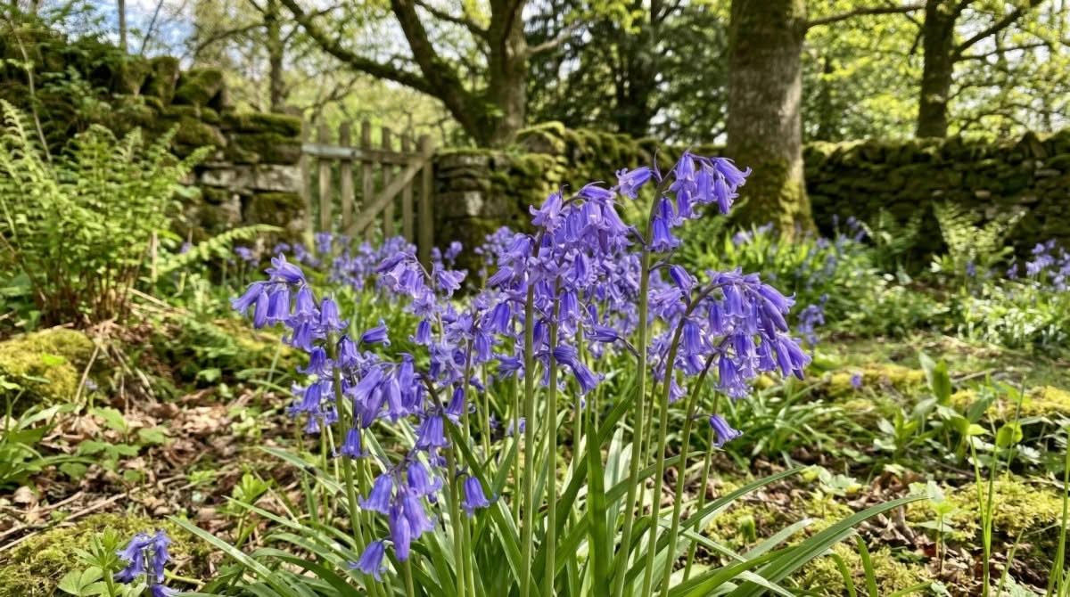 English Bluebells 'In the Green' (Hyacinthoides non - scripta) - Harding & Bloom