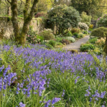 English Bluebells 'In the Green' (Hyacinthoides non - scripta) - Harding & Bloom
