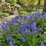 English Bluebells 'In the Green' (Hyacinthoides non - scripta) - Harding & Bloom