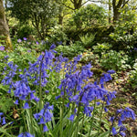 English Bluebells 'In the Green' (Hyacinthoides non - scripta) - Harding & Bloom