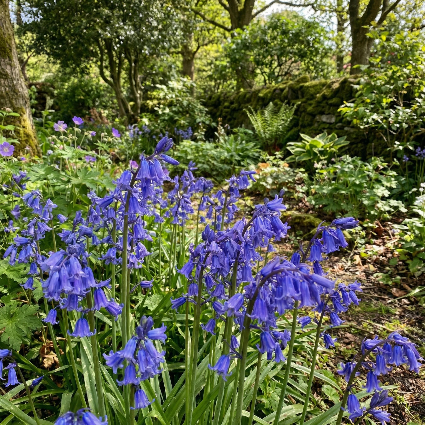 English Bluebells (Hyacinthoides non-scripta)