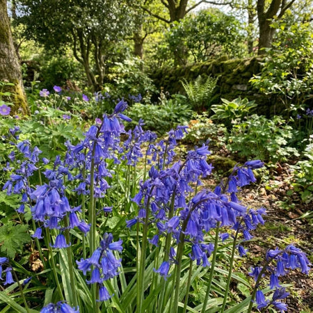 English Bluebells 'In the Green' (Hyacinthoides non - scripta) - Harding & Bloom