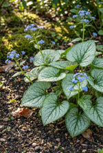 Brunnera macrophylla 'Jack Frost' (Siberian bugloss) – flower bulbs, product photo 4 (Harding & Bloom)