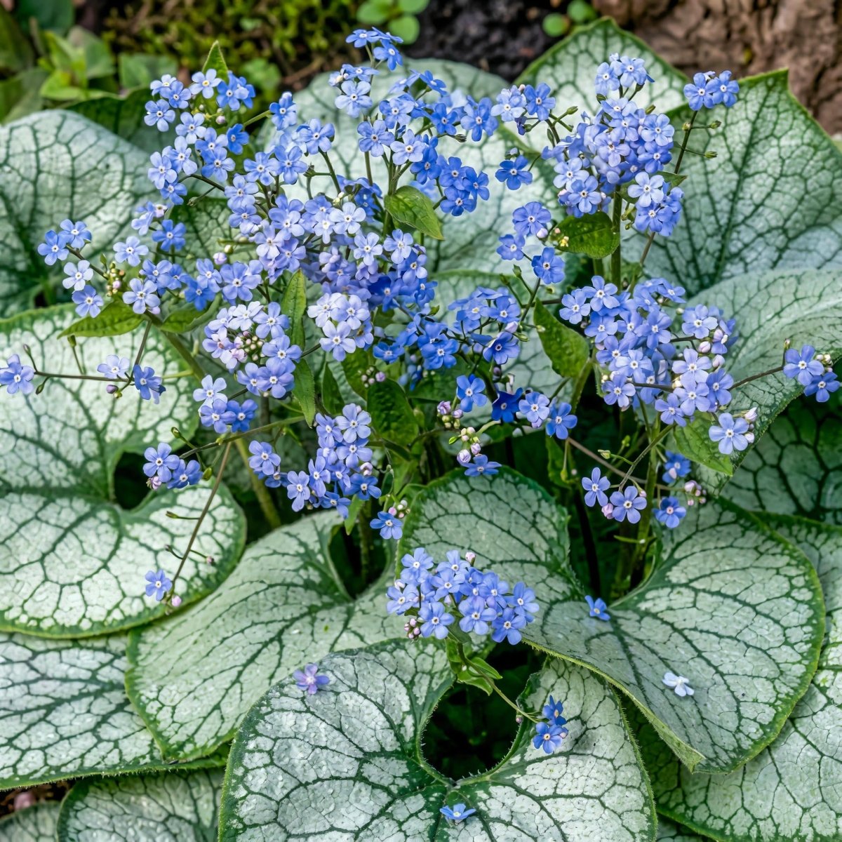 Brunnera macrophylla 'Jack Frost' (Siberian bugloss) – flower bulbs, main product photo (Harding & Bloom)