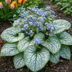 Brunnera macrophylla 'Jack Frost' (Siberian bugloss) – flower bulbs, product photo 6 (Harding & Bloom)