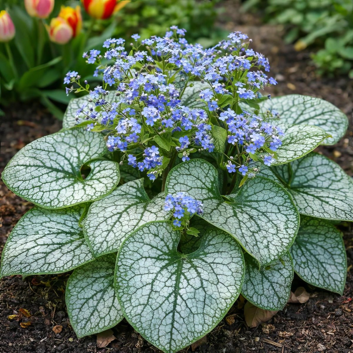 Brunnera macrophylla 'Jack Frost' (Siberian bugloss) – flower bulbs, product photo 6 (Harding & Bloom)