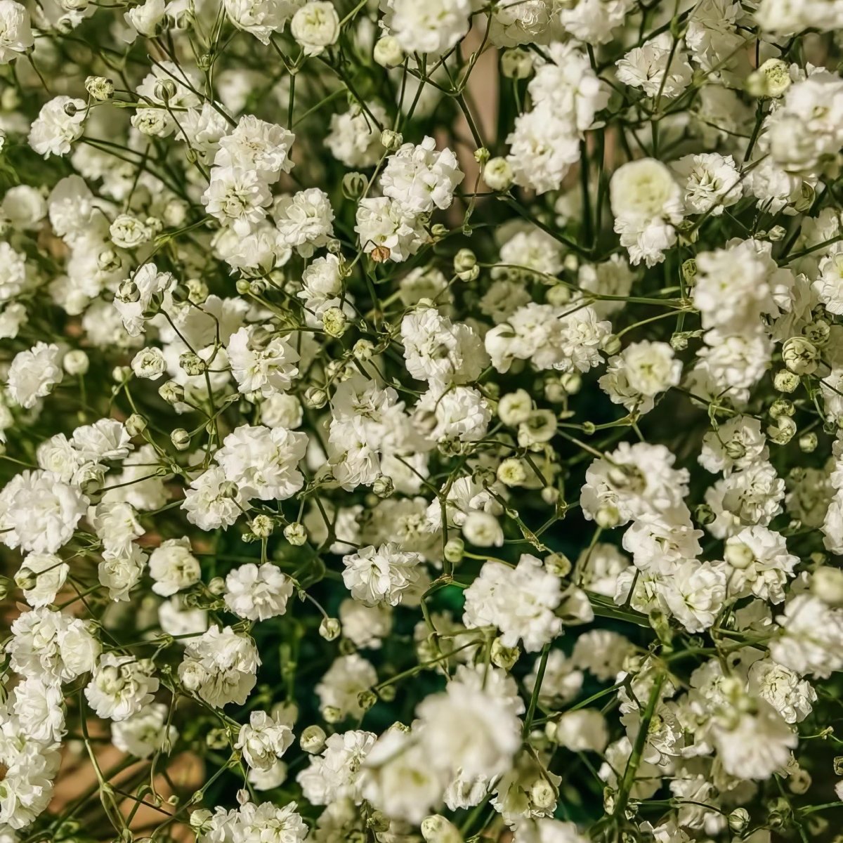 Baby's Breath 'Paniculata' (Gypsophila) - Harding & Bloom