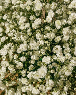Baby's Breath 'Paniculata' (Gypsophila) - Harding & Bloom