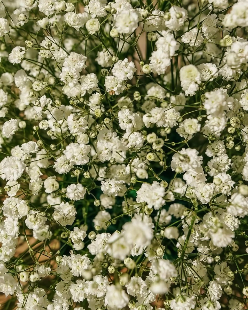Baby's Breath 'Paniculata' (Gypsophila) - Harding & Bloom