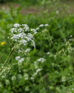 Baby's Breath 'Paniculata' (Gypsophila) - Harding & Bloom
