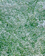 Baby's Breath 'Paniculata' (Gypsophila) - Harding & Bloom
