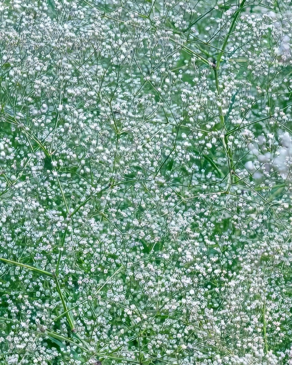 Baby's Breath 'Paniculata' (Gypsophila) - Harding & Bloom
