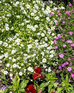 Baby's Breath 'Paniculata' (Gypsophila) - Harding & Bloom