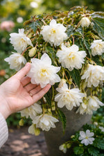 Begonia 'Pendula White' (Double) – begonia tubers, product photo 3 (Harding & Bloom)