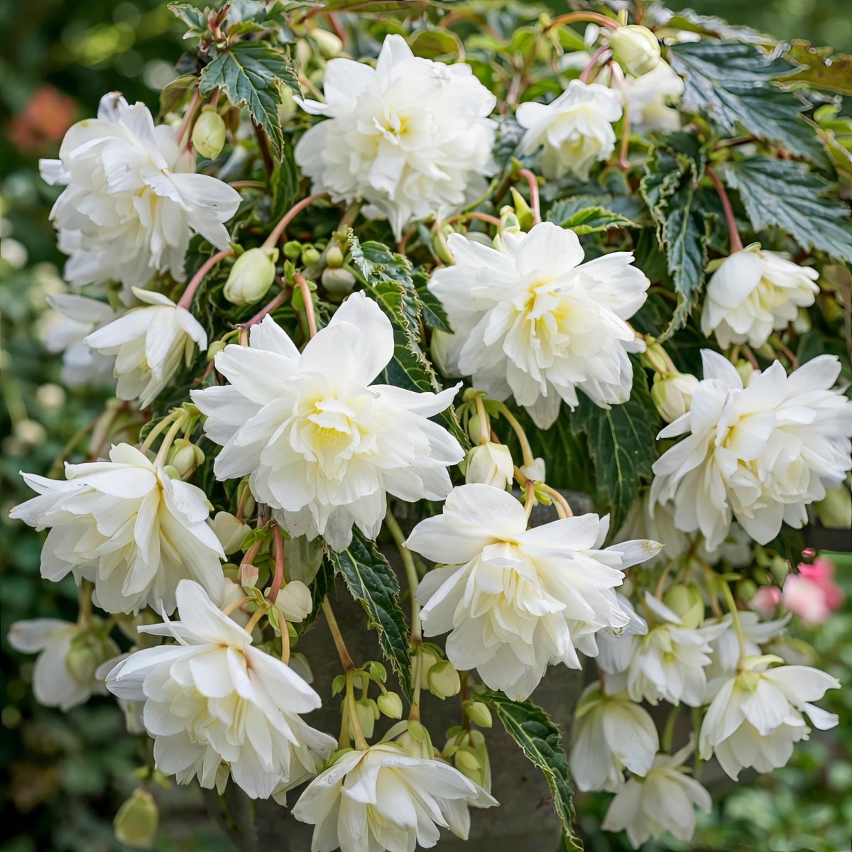 Begonia 'Pendula White' (Double) – begonia tubers, product photo 2 (Harding & Bloom)