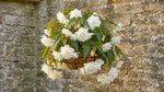 Begonia 'Pendula White' (Double) – begonia tubers, product photo 4 (Harding & Bloom)
