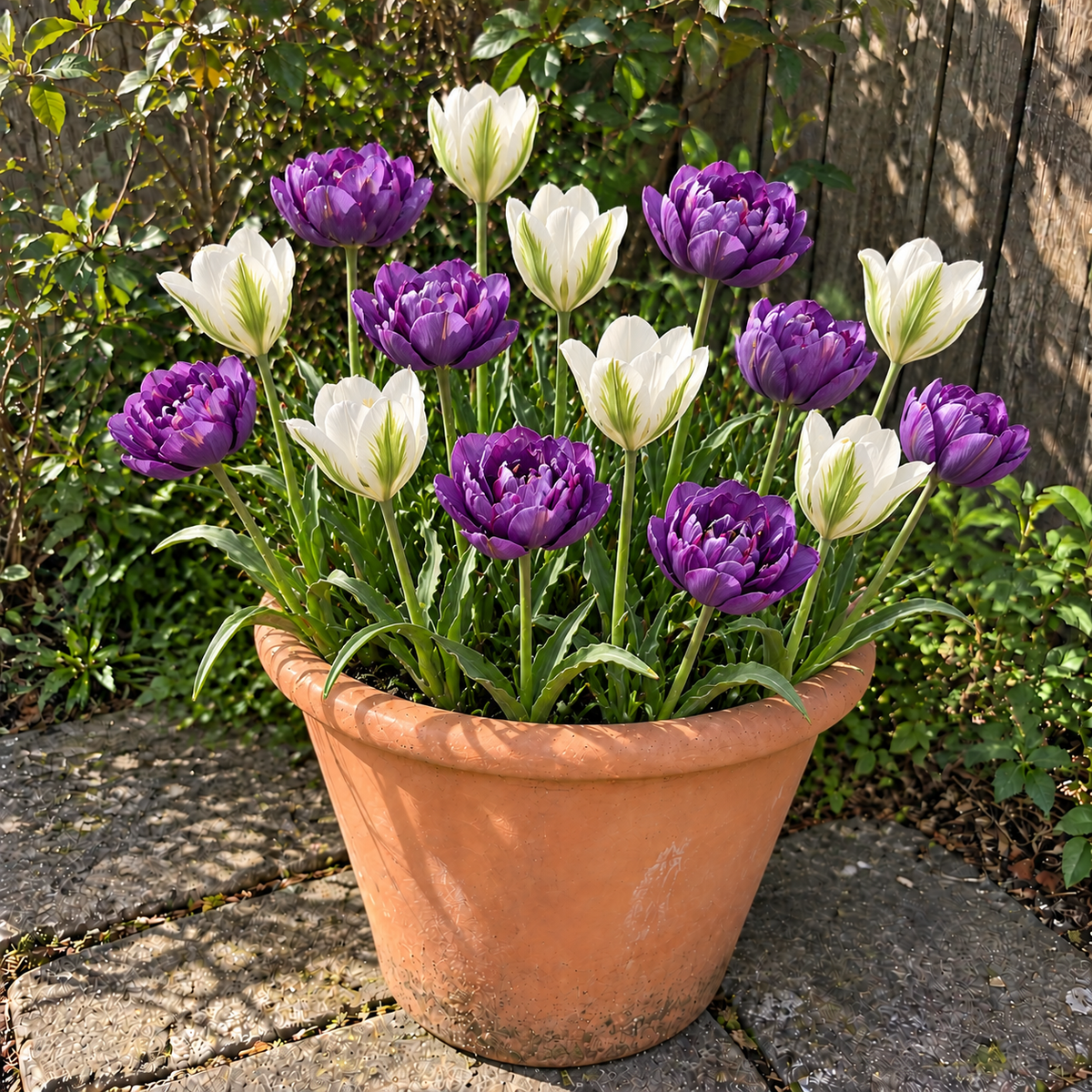 Blue Skies & Butterflies illustrative late-spring pot display
