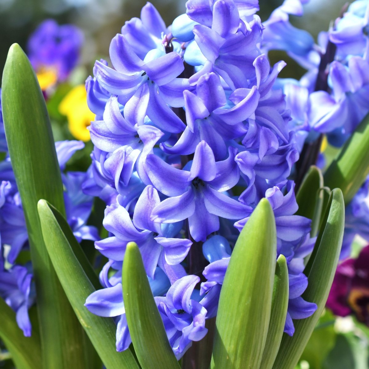 Prepared Hyacinth 'Blue Jacket' - Harding & Bloom
