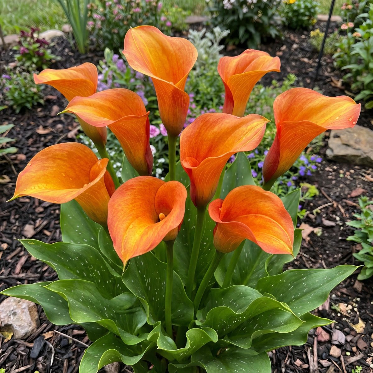 Calla Lily 'Orange Blend' (Zantedeschia) - Harding & Bloom
