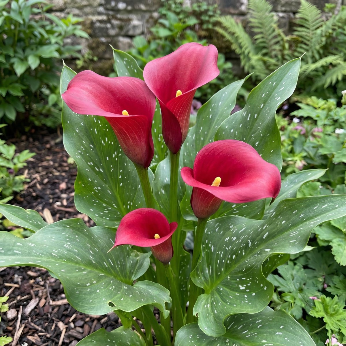 Calla Lily 'Red Symphony' (Zantedeschia) - Harding & Bloom