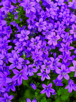 Campanula portenschlagiana - Harding & Bloom