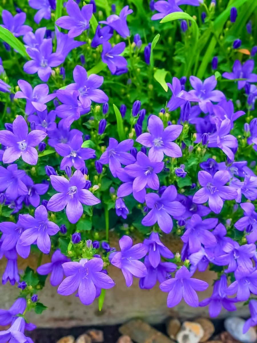 Campanula portenschlagiana - Harding & Bloom