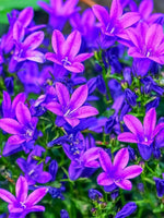 Campanula portenschlagiana - Harding & Bloom