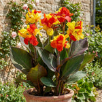 Canna 'Cleopatra' (Canna lily) – lily bulbs, main product photo (Harding & Bloom)