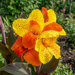 Canna 'Cleopatra' (Canna lily) – lily bulbs, product photo 3 (Harding & Bloom)