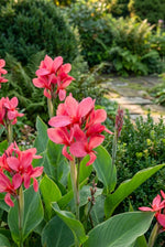 Canna 'Crimson Beauty' (Canna lily) – lily bulbs, product photo 2 (Harding & Bloom)