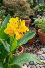 Canna 'Golden Lucifer' (Canna lily) – lily bulbs, product photo 2 (Harding & Bloom)