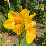 Canna 'Golden Lucifer' (Canna lily) – lily bulbs, main product photo (Harding & Bloom)