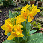 Canna 'Golden Lucifer' (Canna lily) – lily bulbs, main product photo (Harding & Bloom)