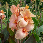Canna 'Madame Angèle Martin' (Canna lily) – lily bulbs, main product photo (Harding & Bloom)