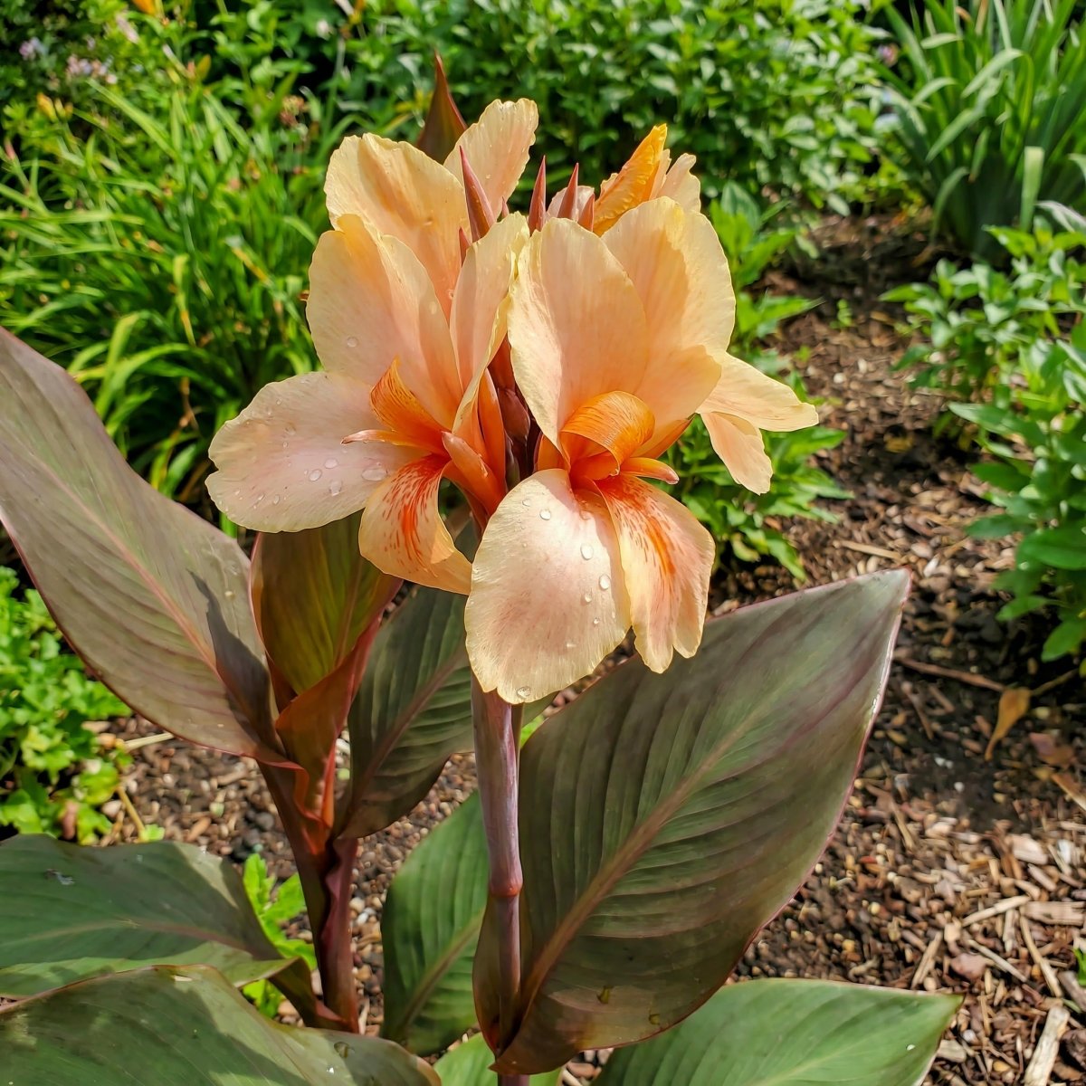 Canna 'Madame Angèle Martin' (Canna lily) – lily bulbs, product photo 2 (Harding & Bloom)