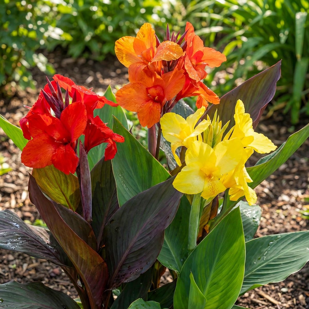 Canna 'Mixed Colours' (Canna lily) – lily bulbs, product photo 2 (Harding & Bloom)