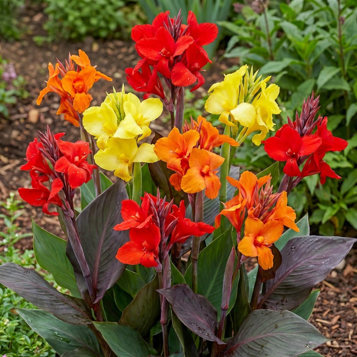 Canna 'Mixed Colours' (Canna lily) – lily bulbs, product photo 3 (Harding & Bloom)