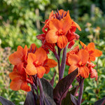 Canna 'Panache Black' (Canna lily) – lily bulbs, product photo 3 (Harding & Bloom)